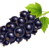 Schwarze Johannesbeeren