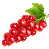 Johannesbeeren